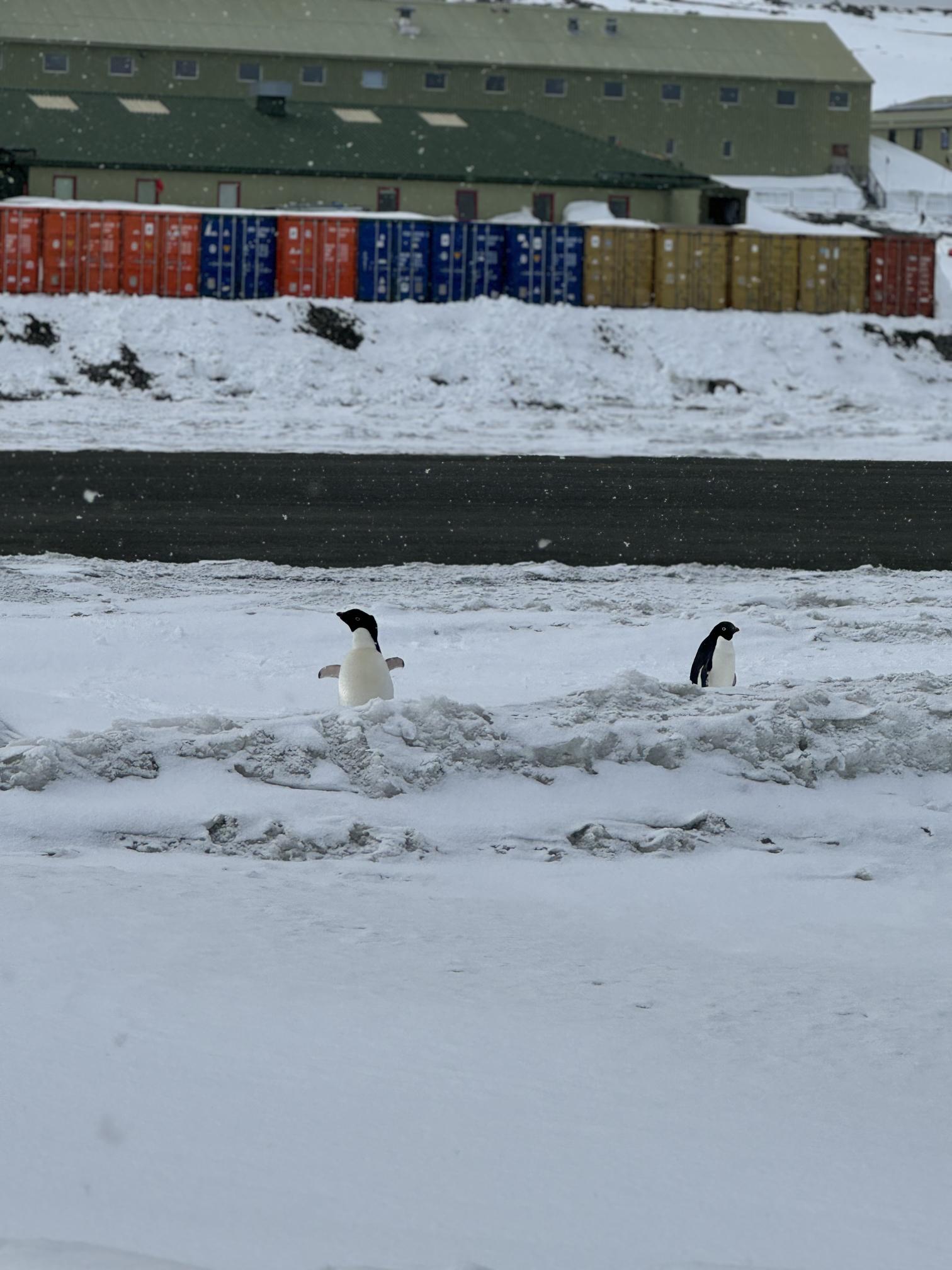 Adelie Penguins next to the runway.